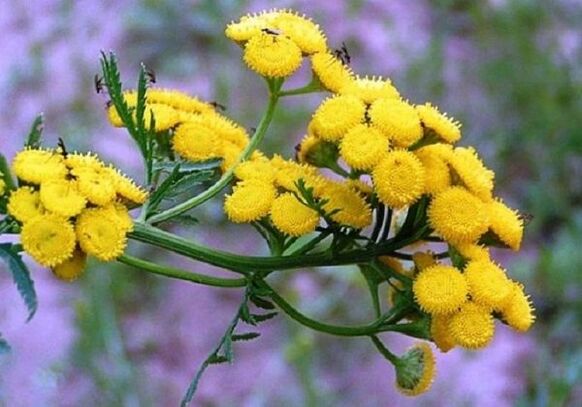 Use tansy to eliminate parasites from the body.