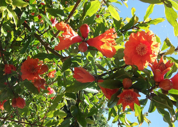 pomegranate and its bark to cleanse the body of parasites