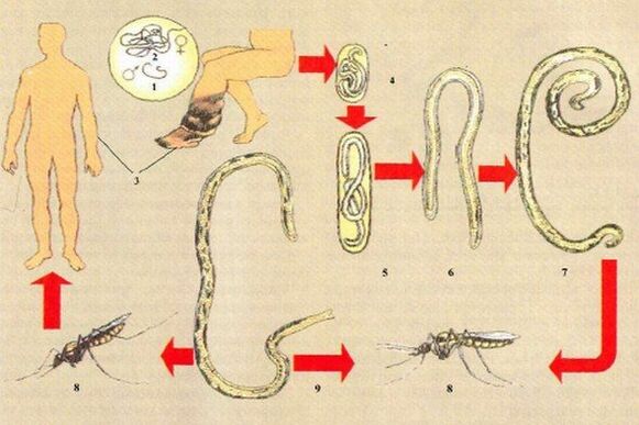 How do parasites enter the human body