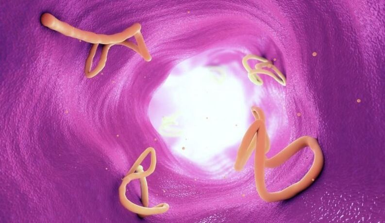 Helminths in the human intestine.