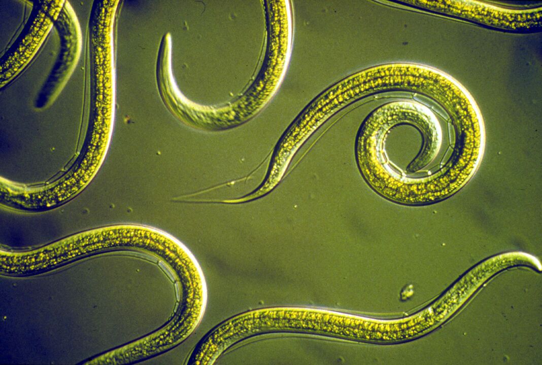 pinworms of the human body