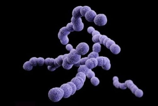 streptococcus