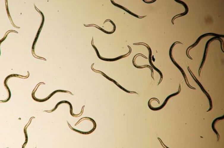 worms