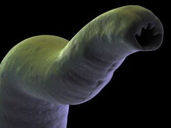 Parasite in the human body. 